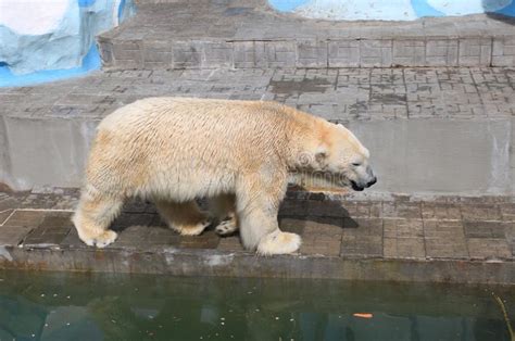 Polar Bear In Zoo Stock Image Image Of Looks Cold