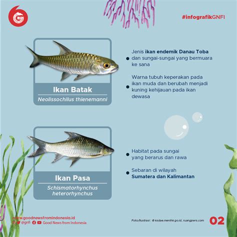 Jenis Jenis Ikan Yang Dilindungi Di Indonesia Bagian 2 Infografik GNFI
