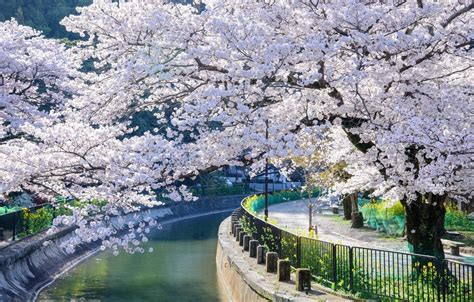 Springtime In Kyoto Wallpapers Wallpaper Cave