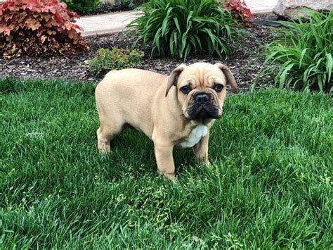 Fan page for frenchie enthusiasts who own, love, want, or admire frenchies. French Bulldog Puppies For Sale in Indiana & Chicago ...