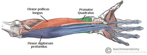 Muscles Of The Anterior Forearm Flexion Pronation Teachmeanatomy