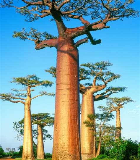 Baobab Grandidieri Semena Baobabu Adansonia Pěstování Baobabu