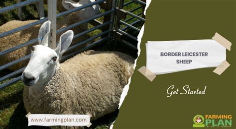 Border Leicester Sheep Get Started Farming Plan