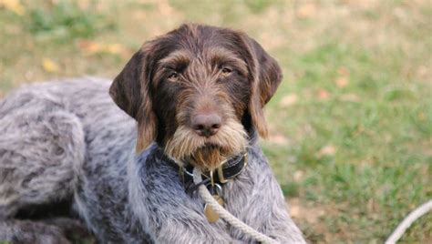 The wire fox terrier (also known as wire hair fox terrier or wirehaired terrier) is a breed of dog, one of many terrier breeds. German Wirehaired Pointer - SpockTheDog.com
