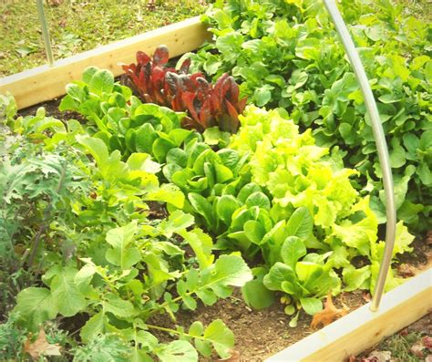 Organic Vegetable Gardening Guide · All Around The House