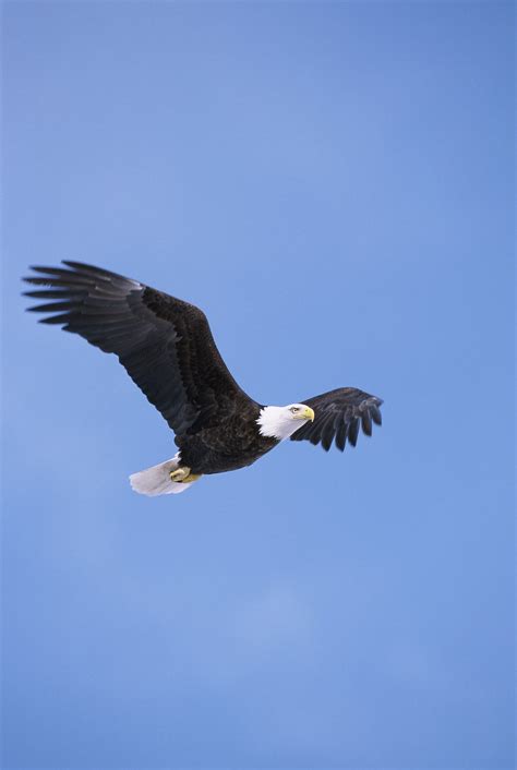 Eagle Free Stock Photo A Bald Eagle In Flight 16686