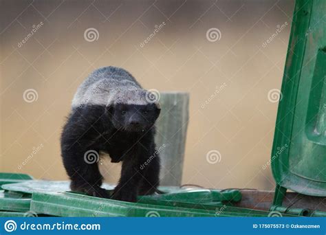 Honey Badger Stock Image Image Of Wild Fierce Mammalia 175075573