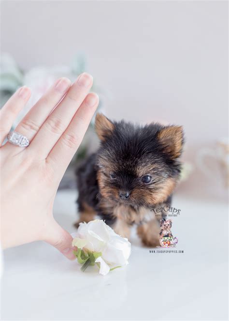 We are passionate breeders and lovers of teacup puppies with 5 years of experience and we specialize in producing teacup puppies with amazing quality, health, structure, charisma, and temperament. Micro Teacup Yorkie Breeder | Teacup Puppies & Boutique