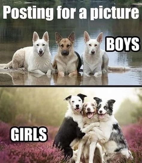 Heckin Good Doggo Memes Funny Animal Jokes Funny Animal Memes Cute