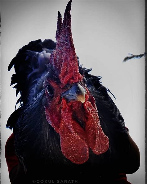 Cock Graphy Cockfight Hd Phone Wallpaper Pxfuel