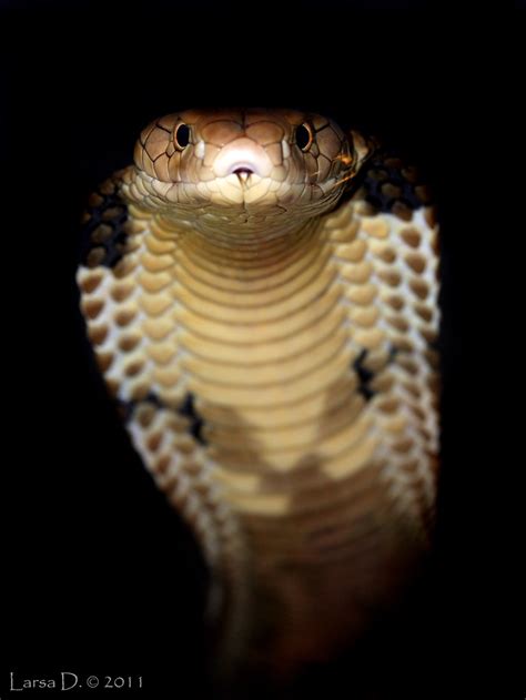 Ophiophagus Hannah King Cobra Viperskin Flickr