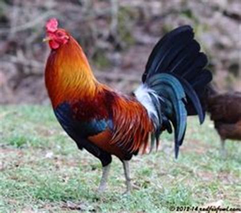 Pinnion Yellow Legged Hatch (Rambler Farms) | Gamefowl by ...