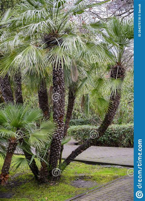Tropical Palm Trees in Sochi Park in Winter Stock Photo - Image of