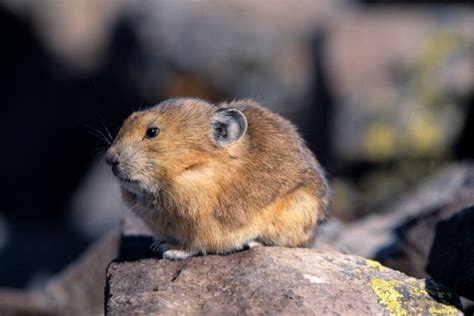 Us Considers Pika Protection Due To Warming