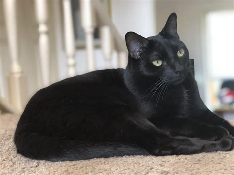 Love How Shiny My Black Cat Is Rblackcats