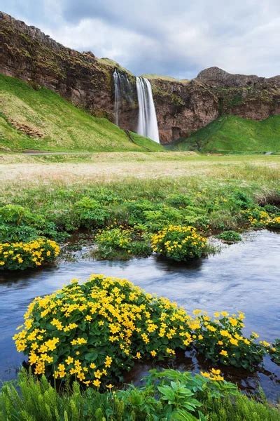Seljalandsfoss Waterfall Summer Landscape River Flowers Valley Tourist