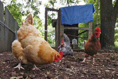After that, egg production will slow, so you'll need to think about replacing your flock with chickens don't only provide a constant supply of fresh eggs—they produce an endless amount of manure, too. Rise in salmonella cases among backyard chickens worries ...