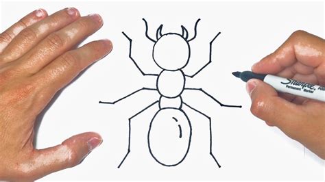 How To Draw An Ant Step By Step