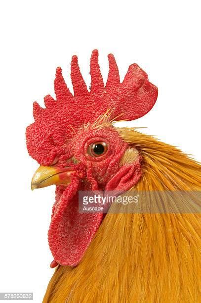 Cock Face Photos And Premium High Res Pictures Getty Images