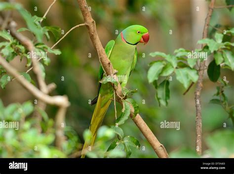 Beautiful Male Alexandrine Parakeet Psittacula Eupatria In Thai