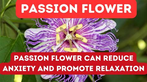 14 benefits of passion flower youtube