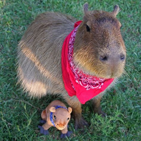 However, they have been popular for thousands of years as pets and as food, and this species no longer exists in the wild. 10 super cute capybara photos! You will seriously want to ...