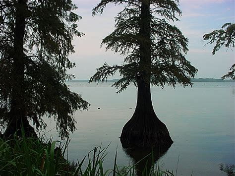 Reelfoot Lake State Park A Tennessee State Park Located Near Union City