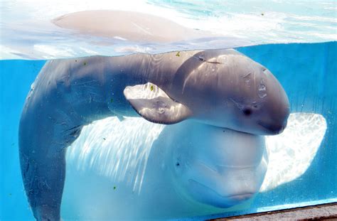 A Baby Beluga Whale Swims Close To Her 11 Year Old Mother At Hakkeijima