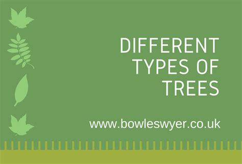 Different Types Of Trees