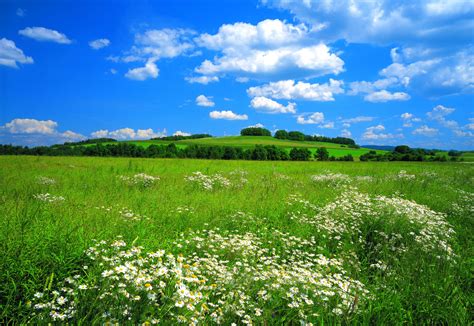Meadow Wallpapers Earth Hq Meadow Pictures 4k Wallpapers 2019