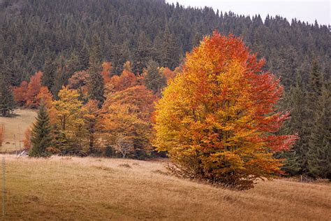Autumn Tree On A Forest Background By Yaroslav Danylchenko