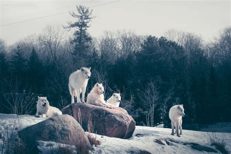 The Arctic Wolves Out At The Toronto Zoo Yesterday Rtoronto