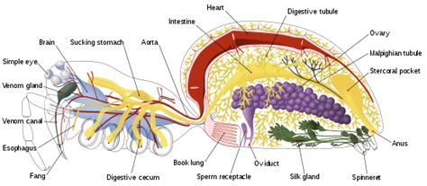 The uterine tubes, the uterus, and the . Wikipedia:Featured picture candidates/Spider internal ...