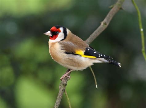 A Small Bird Perched On Top Of A Tree Branch