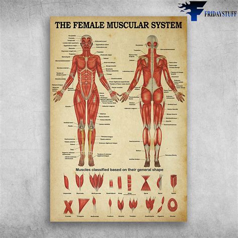 The Female Muscular System Muscles Classified Based On Their General