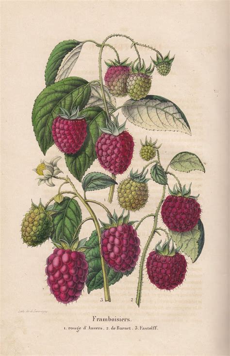 Free Vintage Botanical Printable Raspberry Botanical Illustration