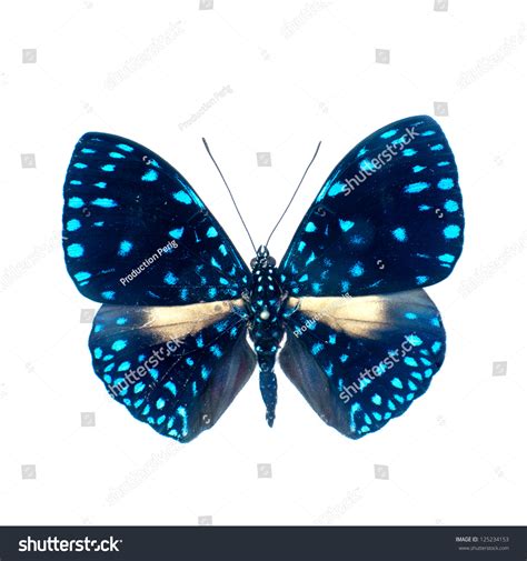 Butterfly On White Background High Definition Stock Photo