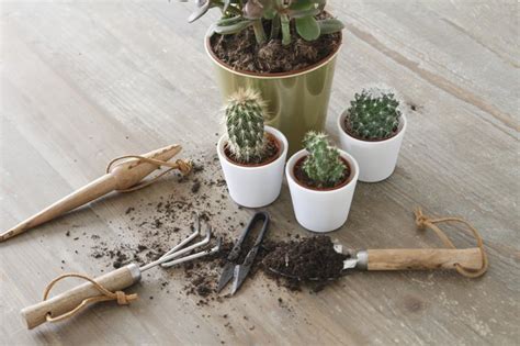 How To Prune A Cactus Hunker