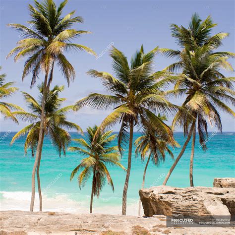 Scenic View Of Palm Trees On The Beach Barbados — Nobody Fascinating