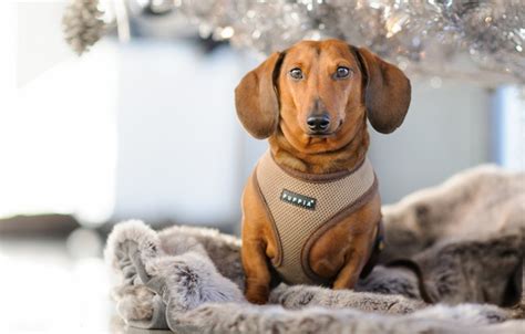 🌟we ❤ dachshund uniquely designed dachshund shirts 🌟printed in the usa 🌟100% satisfaction guaranteed! Wallpaper look, portrait, dog, Dachshund images for ...