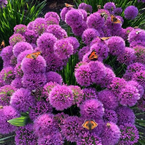 Allium Crocus Rockery Garden Garden Plants Garden Landscaping