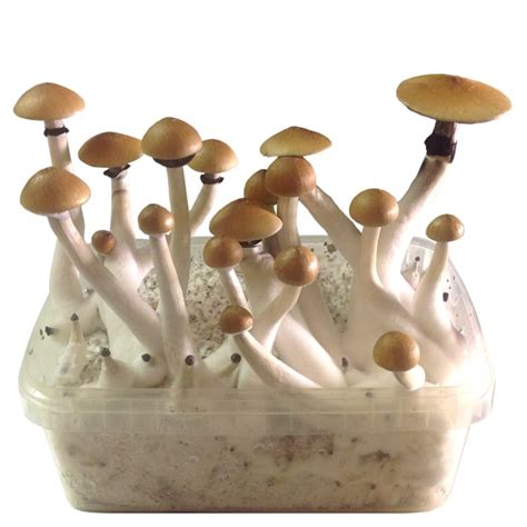 Smartshop Magic Mushrooms Magic Mushroom Growkits Growkit Psilocybe Cubensis B 1200ml