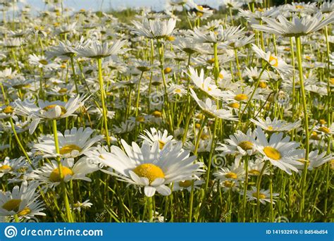 Chamomile In The Field White Daisies In The Meadow