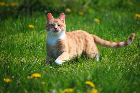 Orange And White Stripe Short Coat Cat Free Image Peakpx