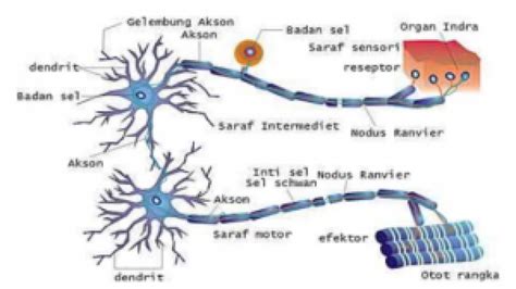 Sistem saraf pada manusia terdiri dari sel saraf yang biasa disebut dengan neuron dan sel gilial. Sistem Saraf Pusat Dan Saraf Tepi Pada Manusia ...