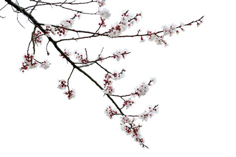 Cherry Blossoms Sakura Flowers Free Photo On Pixabay Pixabay