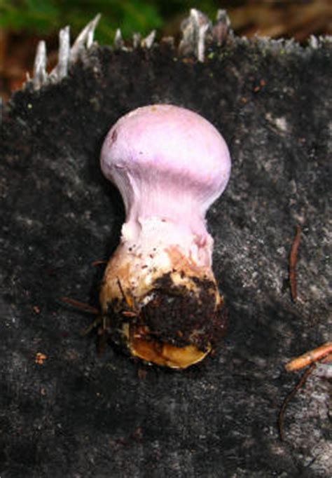 Blewits (Lepista nuda) - Mushroom-Collecting.com