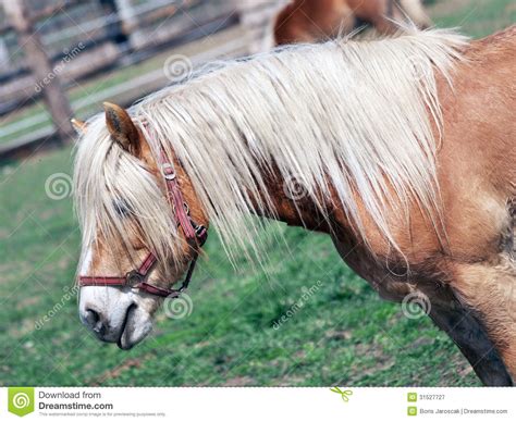Brown Pony In Field Stock Image Image Of Looking Outside 31527727