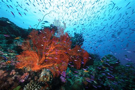 Great Barrier Reef Natures Sunken Garden Tropical