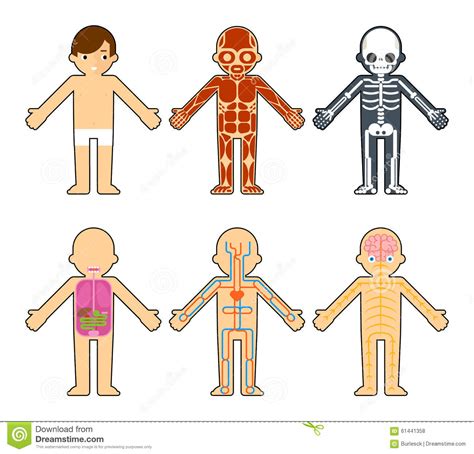 Its main purpose is to produce force and motion. Body Anatomy For Kids Stock Vector - Image: 61441358